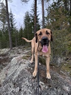 Teuvo