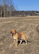 Good Mind’s Star of the Sky